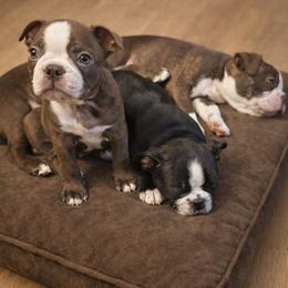 Boston Terrier Puppies from Broadus Boston Terriers