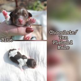 Blue - Piebald male Dachshund puppy in Allons, Tennessee from Amber's Flock Homestead
