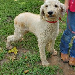 Bernedoodle and Poodle All Grown Up from Mid-West Bernedoodles