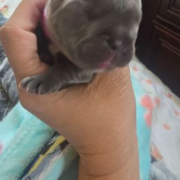Princess Vivian - Blue female French Bulldog puppy in Avondale, Arizona from Montes House of  Frenchies