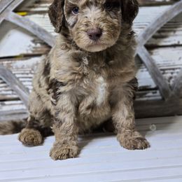 Dubai - Merle male Goldendoodle puppy in Austin, Texas from Austin Doodles & Poodles