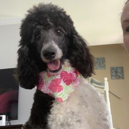 French Bulldogs and Poodles from Johnson Kennels