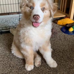 Australian Shepherd Puppies from Middle Fork Australian Shepherds