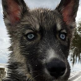 Siberian Huskies from The Day’s Puppy Palace