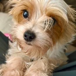 Bella - Yorkshire Terrier