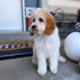 Freyja - Goldendoodle