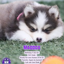 Maddox - Blue male Pomsky puppy in Humeston, Iowa from M.A.R. Dogs