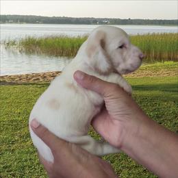 Beatrice - Lemon and white female Basset Hound puppy in Denison, Texas from Emma Lou's Baby Bassets