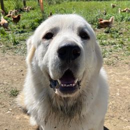 Quill - Great Pyrenees