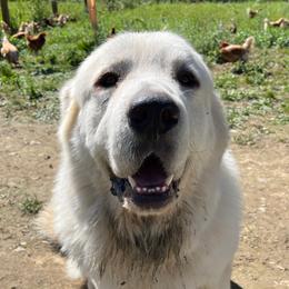 Quill - Great Pyrenees