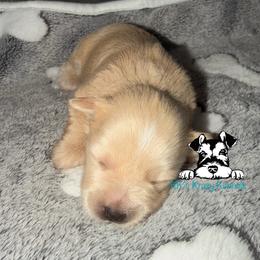 Red - Wheaten female Miniature Schnauzer puppy in Kaufman, Texas from KK’s Krazy Kennels