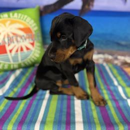 Nyx-Natural tail - Black and rust female Doberman Pinscher puppy in Aredale, Iowa from Royal Dynasty Dobermann Kennel
