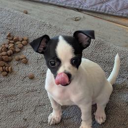 Jazeman of Oakview Farm - Black and white female Chihuahua puppy in Waycross, Georgia from OakView Farm Chihuahuas FB