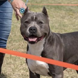 American Bullies from Shock-N-Aw Bullies