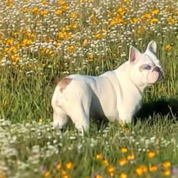 Skye - French Bulldog