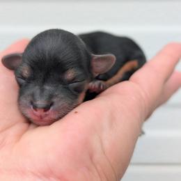Female 4 - Black and tan female Yorkipoo puppy in Coshocton, Ohio from Forever Family Puppies