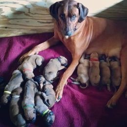 Rhodesian Ridgeback Puppies from Supernova Ridgebacks