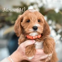 Mouse - Red  male Goldendoodle puppy in Acton, Maine from Silver Pines Pups