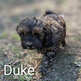 Duke - Brown male Cockapoo puppy in Sunset, Louisiana from Cano Cockapoos