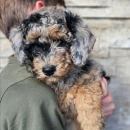 Tigris - Blue merle female Bernedoodle puppy in Marshall, Michigan from Whispering Aspen Homestead