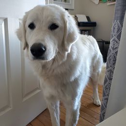 Great Pyrenees from Mini Acres Ranch and Kennels