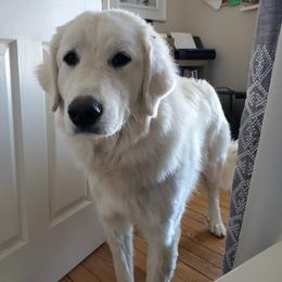 Great Pyrenees from Mini Acres Ranch and Kennels