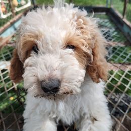 Assorted Doodle Crosses, Aussiedoodles, Cockapoos, and Poodles from Lucky Pup Meadows