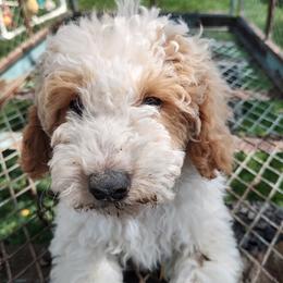 Assorted Doodle Crosses, Aussiedoodles, Cockapoos, and Poodles from Lucky Pup Meadows