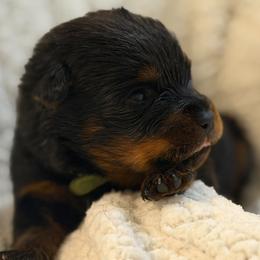 Green - Black and mahogany male Rottweiler puppy in Kissimmee, Florida from Macht Haus Rottweilers