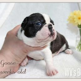 Goose - Black and white male Boston Terrier puppy in North Central, Vermont from Windy Valley’s Bostons