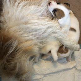 Russell Terrier Puppies from Woodside