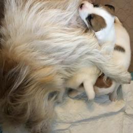 Russell Terrier Puppies from Woodside