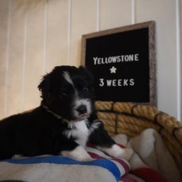 Australian Shepherd Puppies from Kelly Krew Aussies