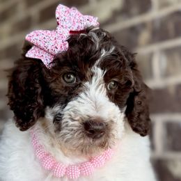 Sailor - Parti female Goldendoodle puppy in Mc Kinney, Texas from Flair Doodles
