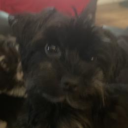Ace - Yorkshire Terrier
