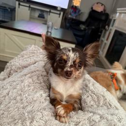 Coco Chanel - Chihuahua