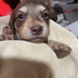 Chocate and Cream Boy - Black and cream male Dachshund puppy in California from Wild Weenies - Dachshund Ranch