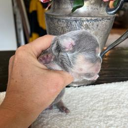 Grumpy - Blue fawn male French Bulldog puppy in Rathdrum, Idaho from Smart Pomskies and Frenchies
