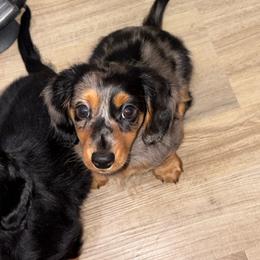 Sprinkles - Dapple female Dachshund puppy in Cooper, Texas from Sassy Kat’s Dachshunds