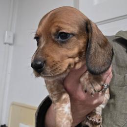 Pippie's red piebald smooth girl - Red female Dachshund puppy in Declo, Idaho from Dozendachs
