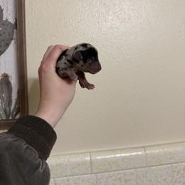 Girl 3 - Dapple female Dachshund puppy in Rising Star, Texas from Boring Weenies