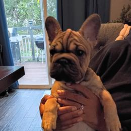 Lexi - Tricolors female French Bulldog puppy in Colorado from Imperial Frenchies of Colorado