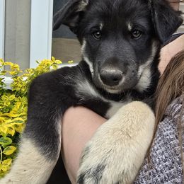 Yellow Boy (Curly) - Black and tan male Lapponian Herder puppy in Hunt, New York from Onnellinen Kennels Lapponian Herders