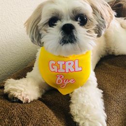 Gizzy - Shih Tzu