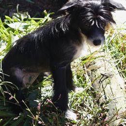 DaoDog Olga One and Only - Black and white female Chinese Crested puppy in Highland Park, Michigan from Family Kennel Dao Dog