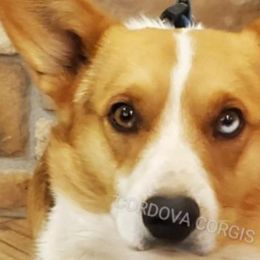 American Corgis and Pembroke Welsh Corgis from Cordova Corgis