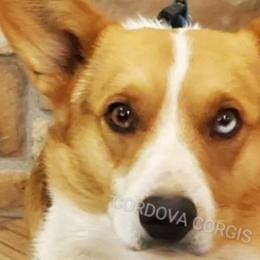 American Corgis and Pembroke Welsh Corgis from Cordova Corgis