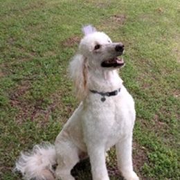 Goldendoodles from Doodles of Grace Acres