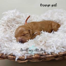 Orange girl - Red  female Goldendoodle puppy in Valdese, North Carolina from Doodling All Day Goldendoodles