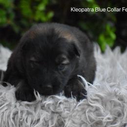 Blue Collar Female - Sable female German Shepherd puppy in Mariana, Florida from Haus M Godwin